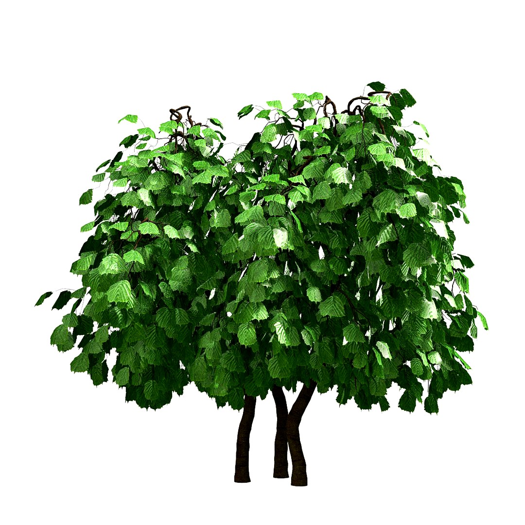 Tree #12