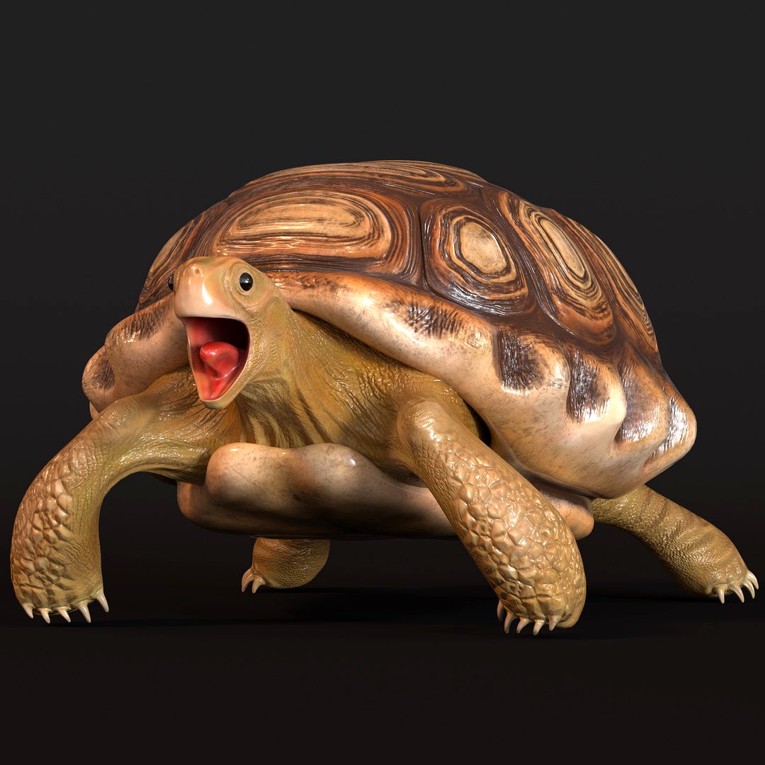 turtle
