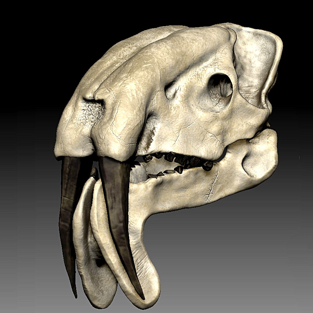 Thylacosmilus Skull (Hires Sculpt)