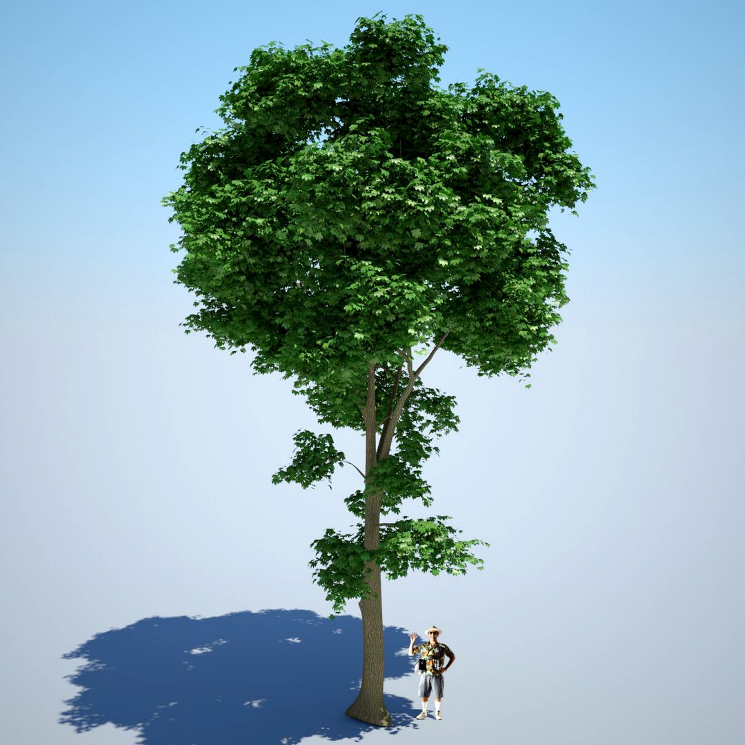 Maple Tree