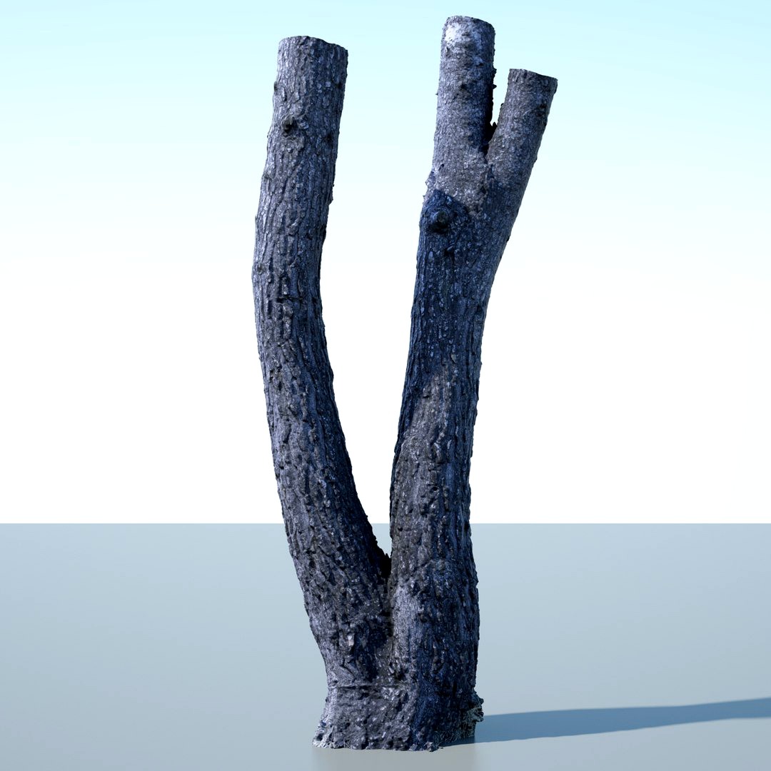 Tree Trunk - 06
