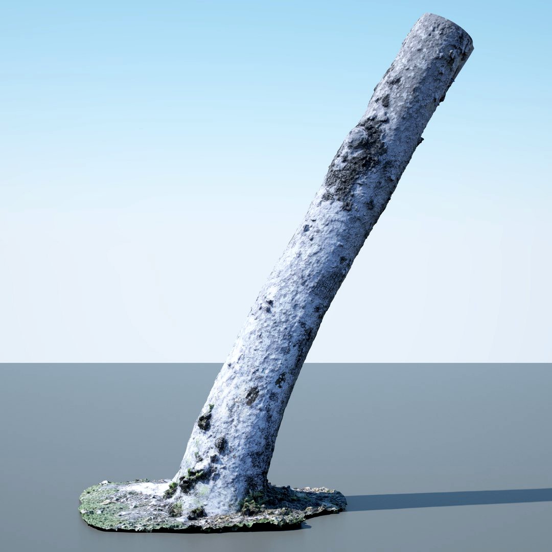 Tree Trunk - 01