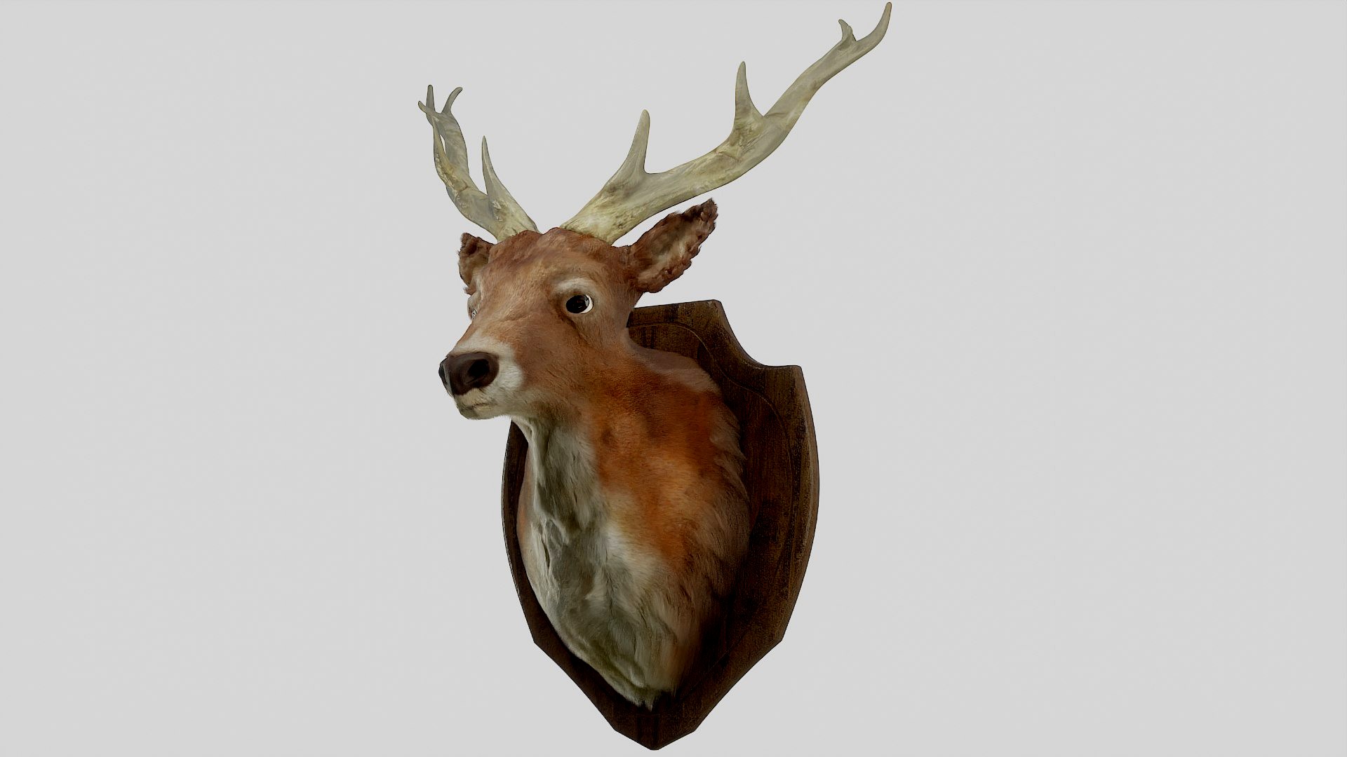 Deer Head