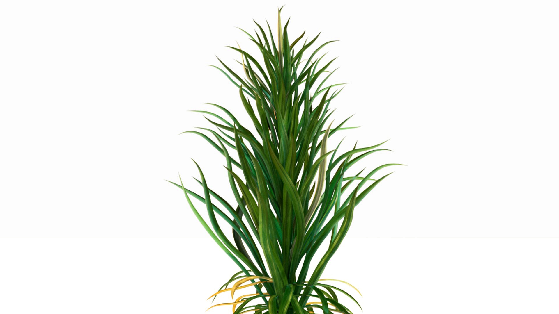 grass
