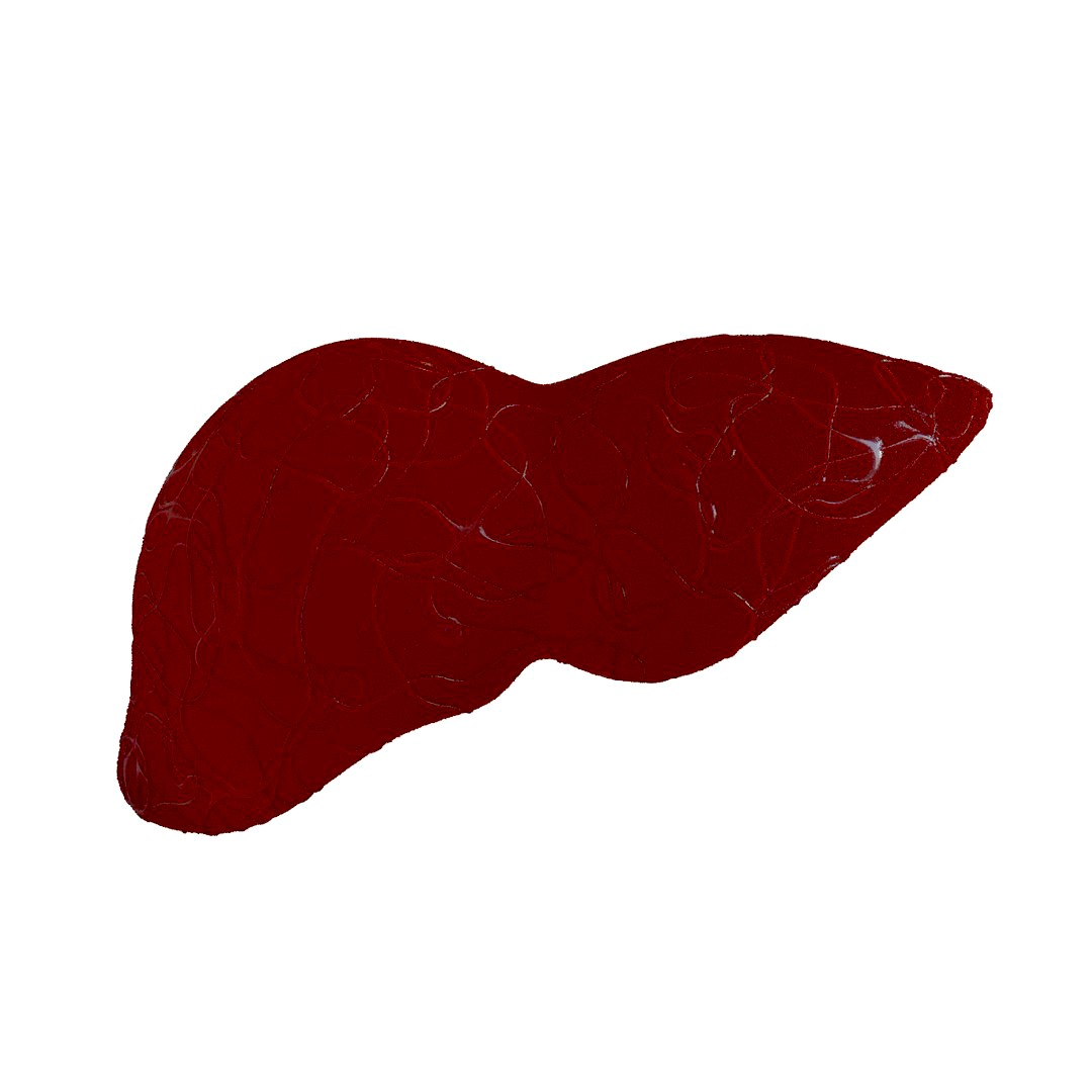 Liver