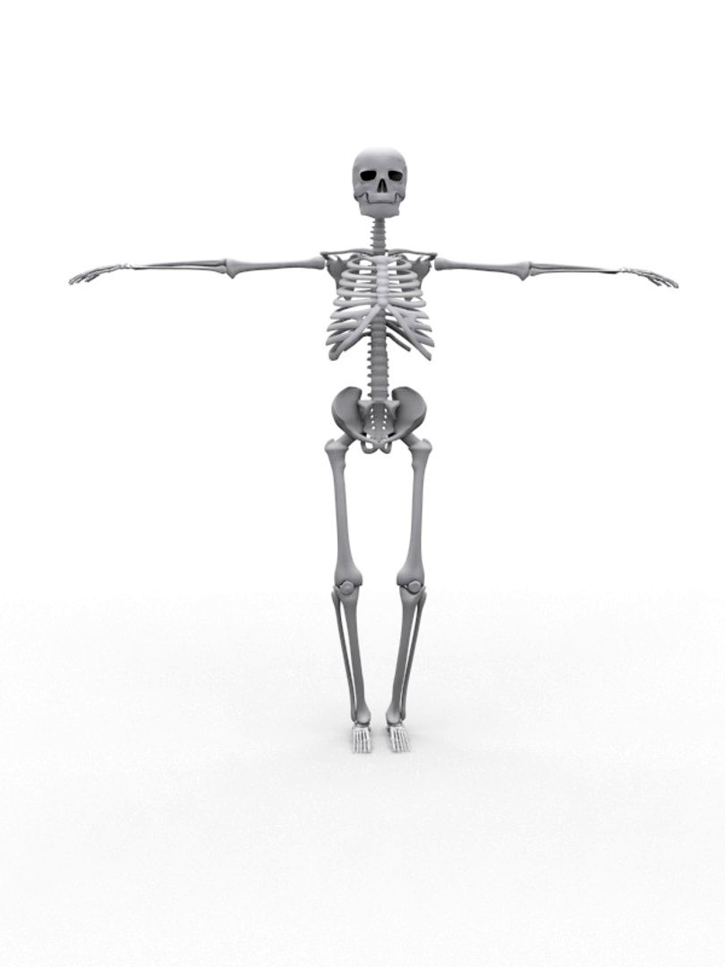 Human Skeleton