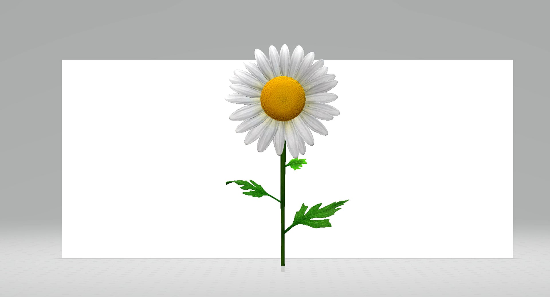Daisy