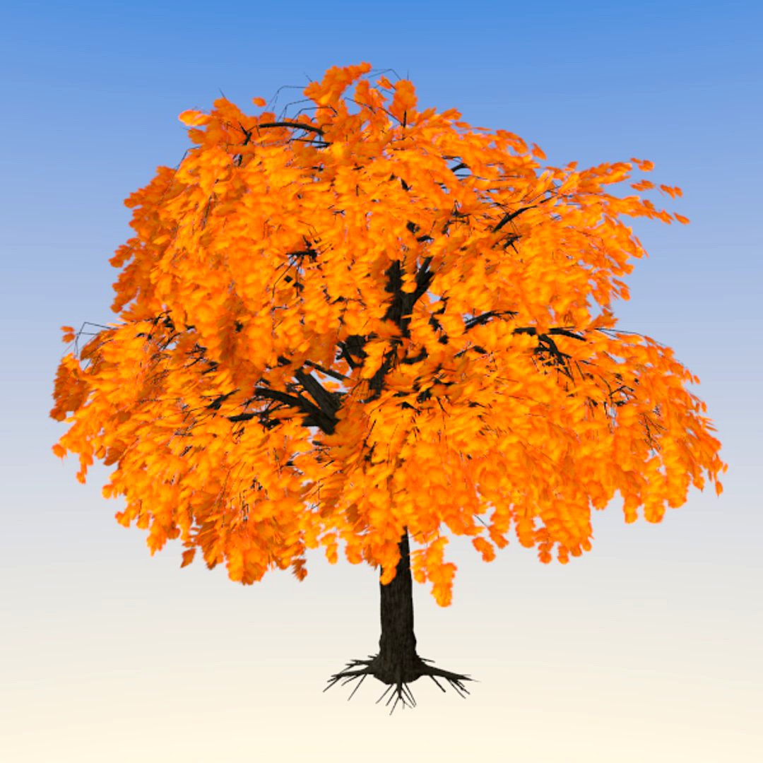 Maple Tree
