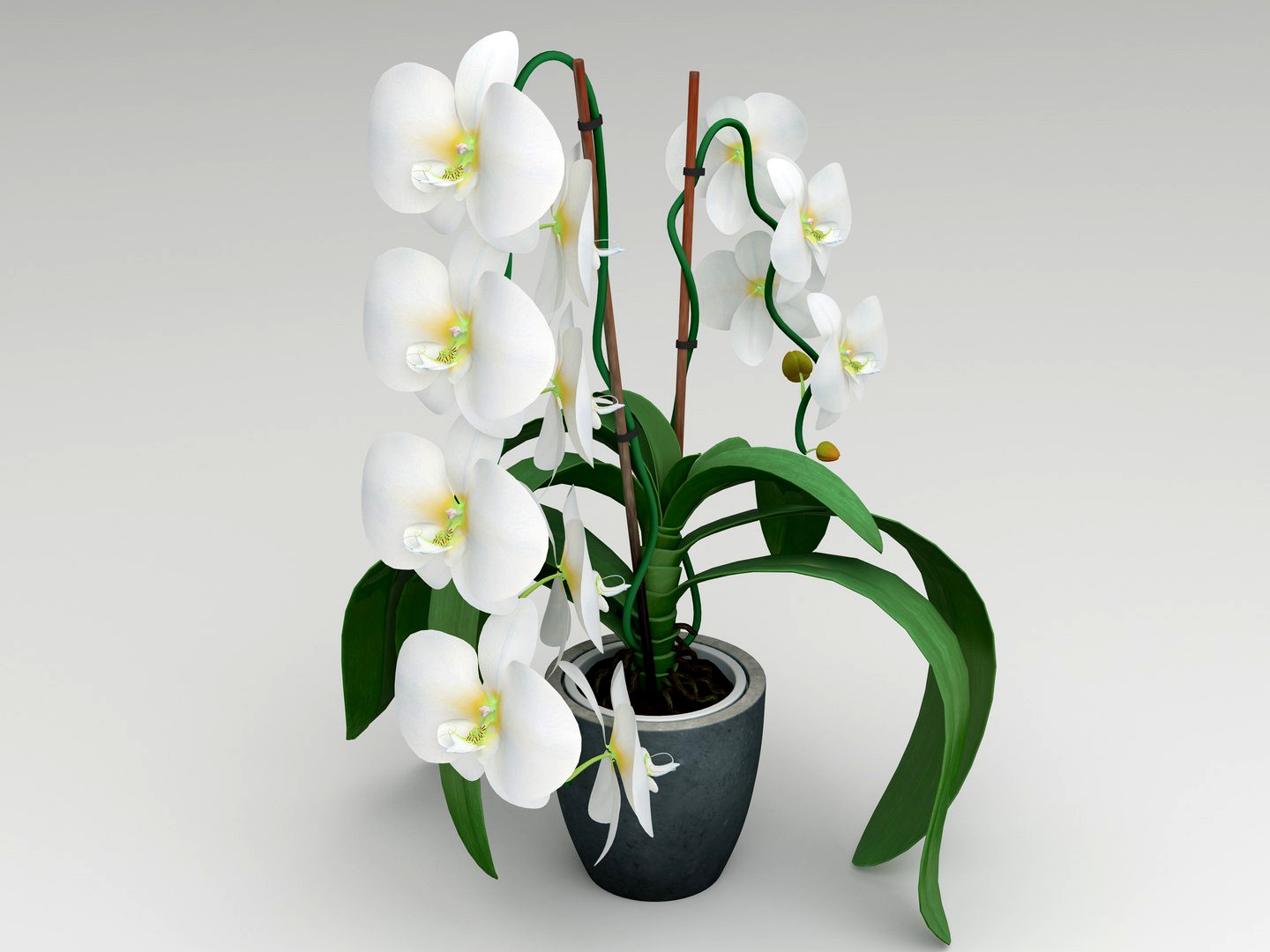 Orchid white