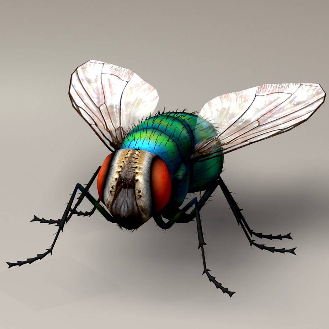 Housefly Lowpolys 3D