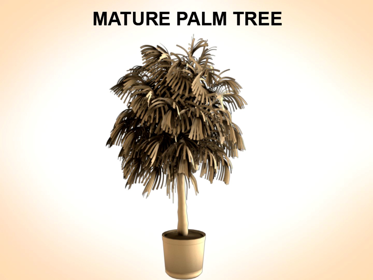 Mature Palm