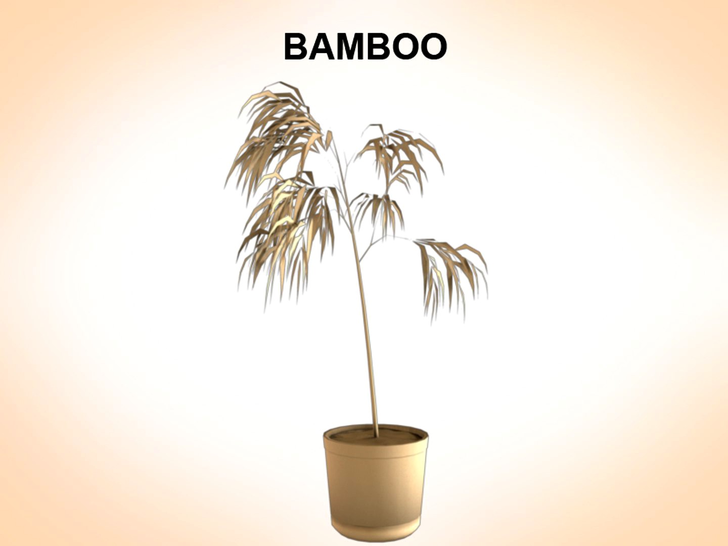 Bamboo