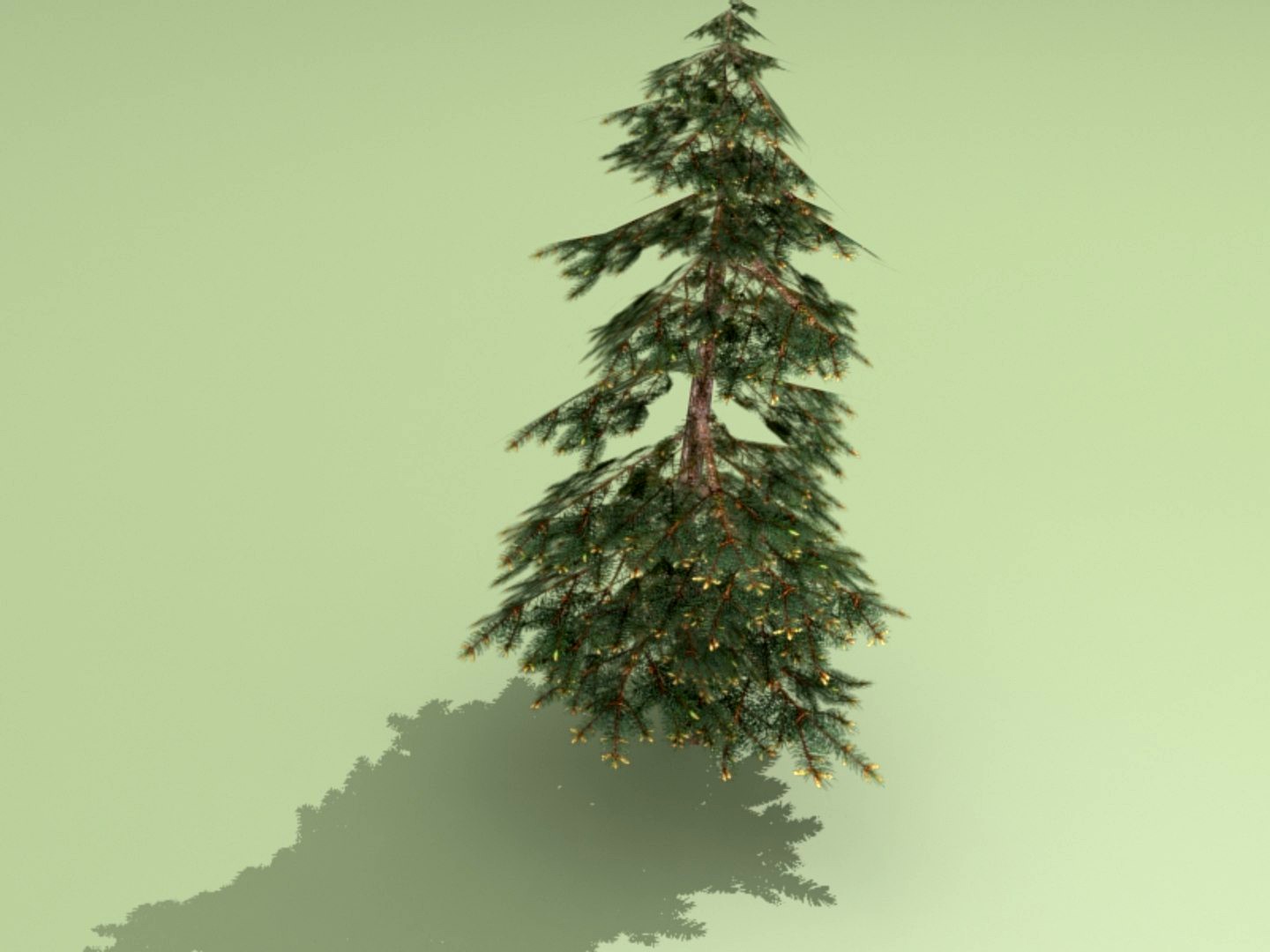 spruce