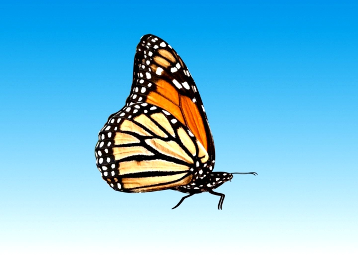 Butterflies Reveal Object