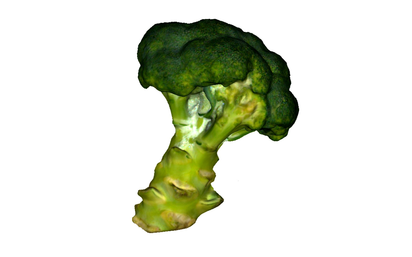 Broccoli