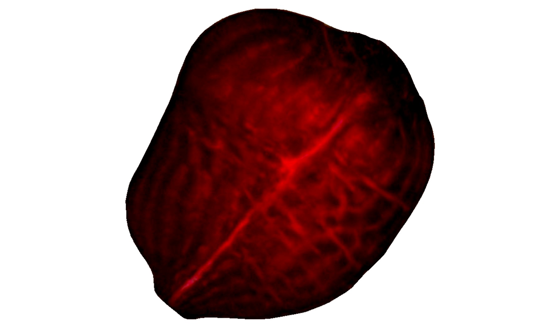 Half Beet