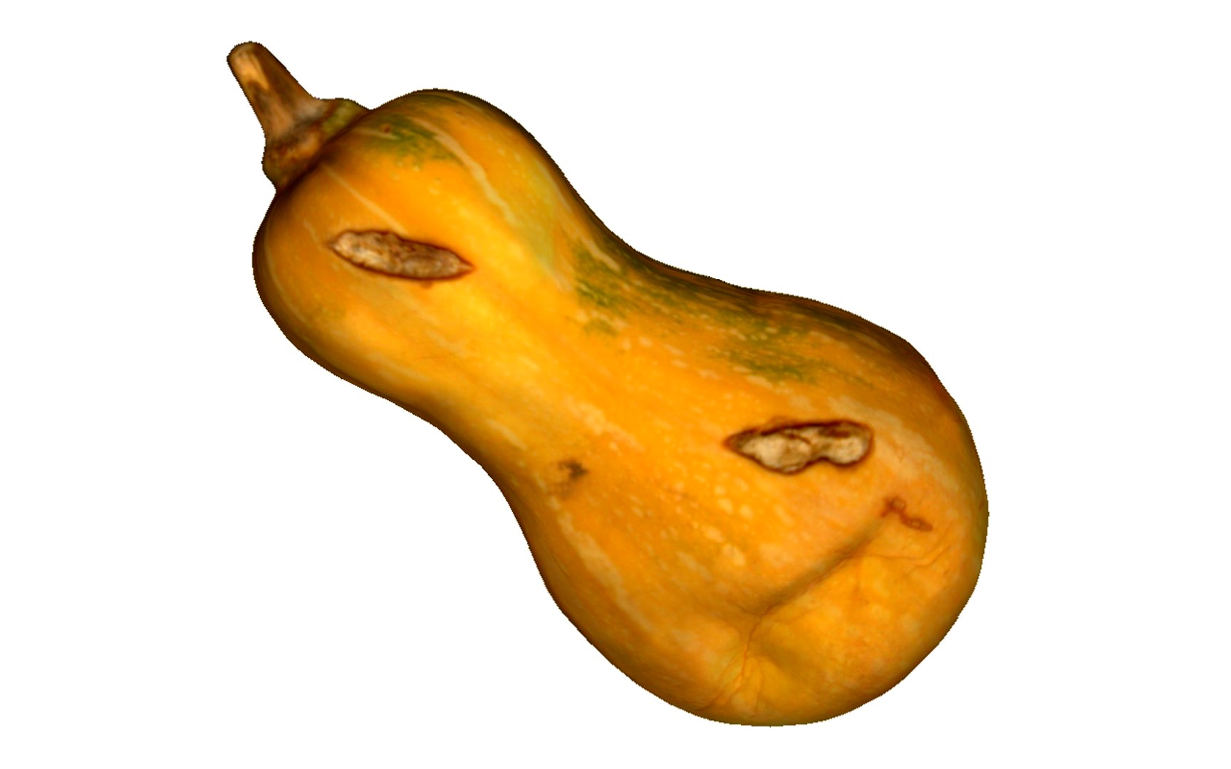 Gourd