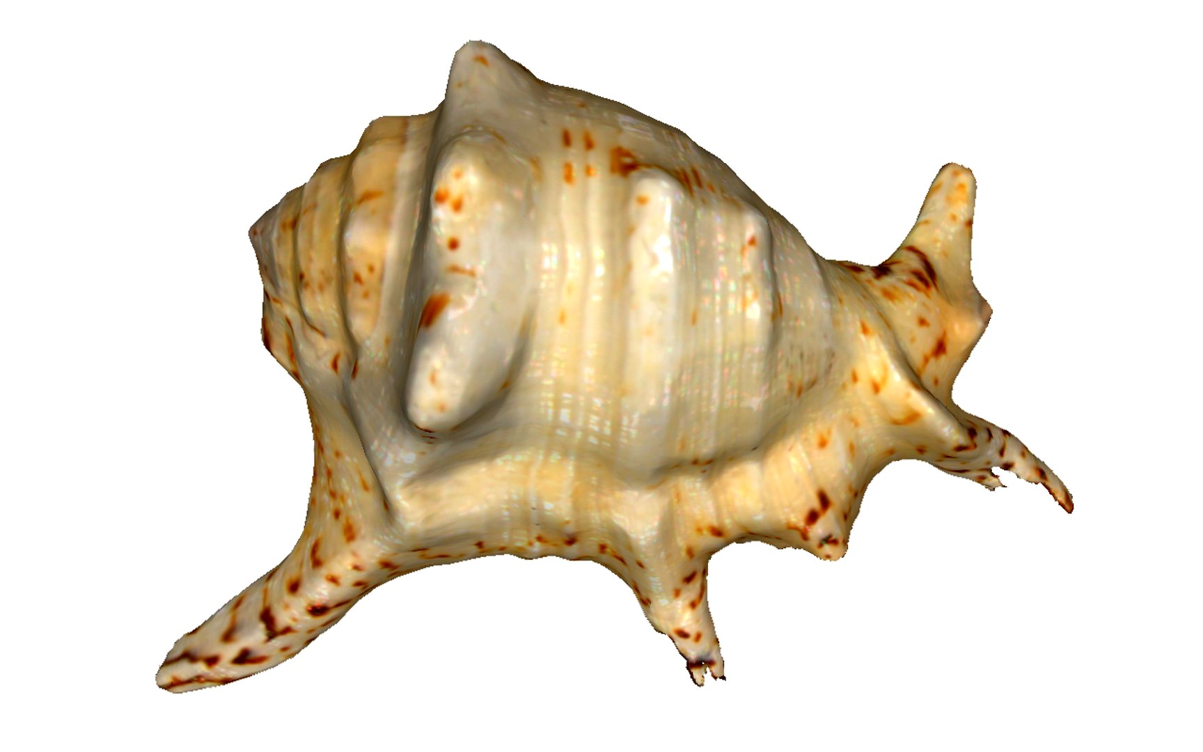 Shell