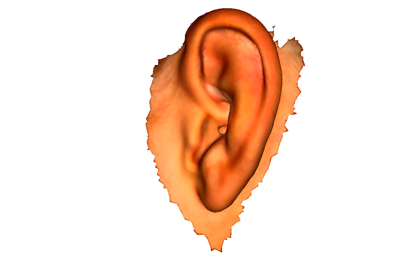 Ear