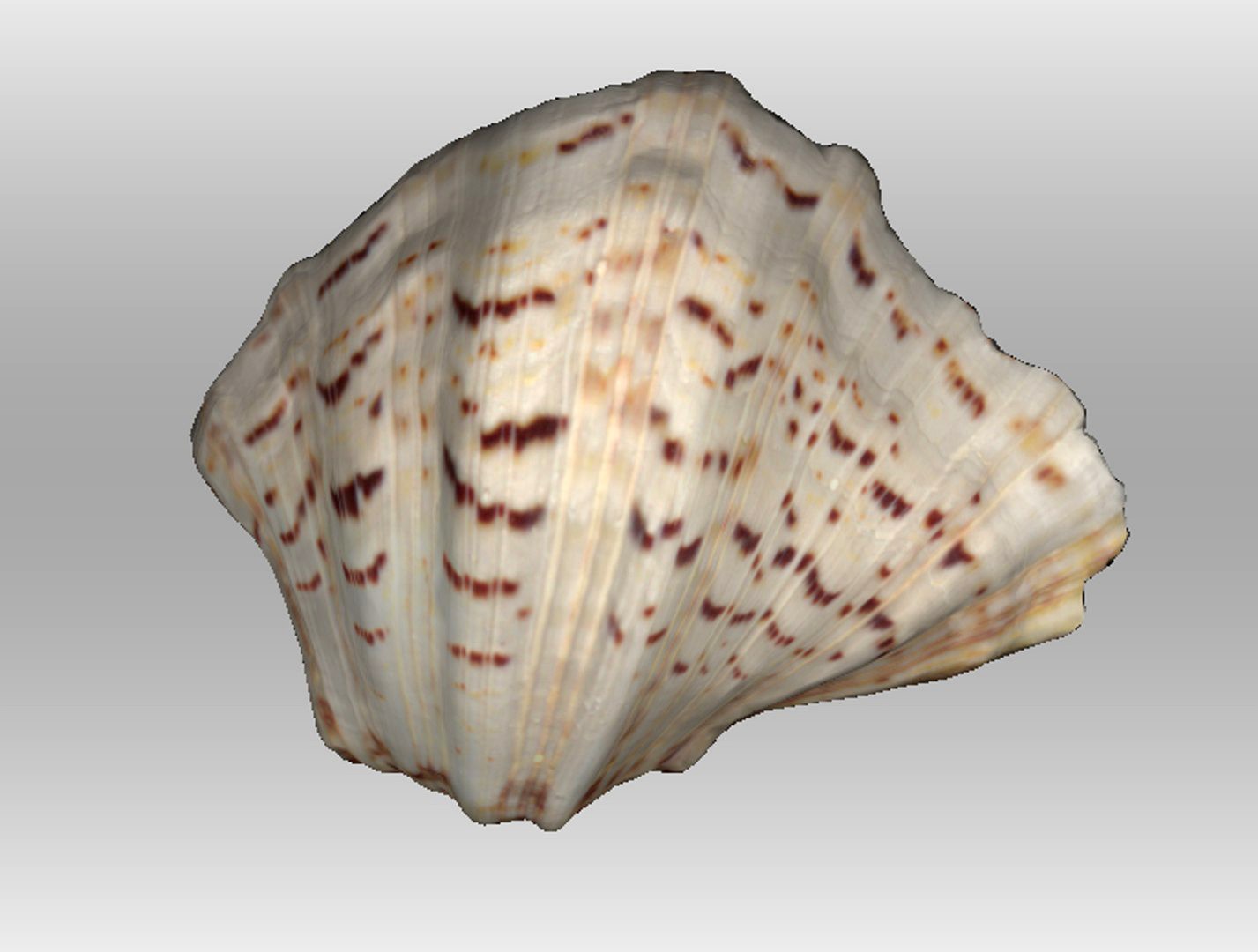 Shell