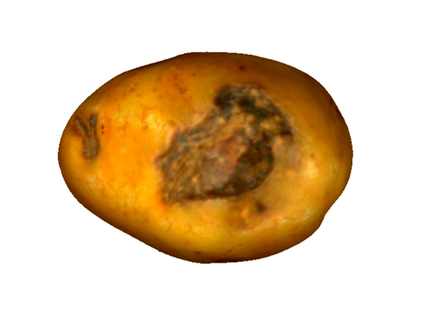 Potato