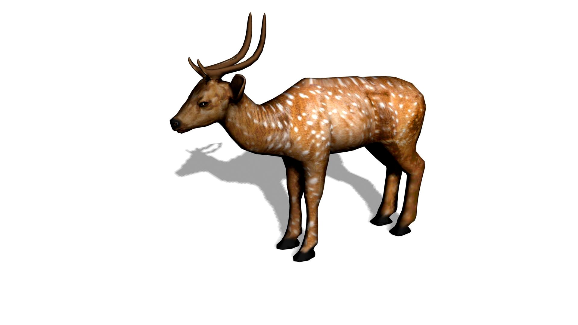 deer