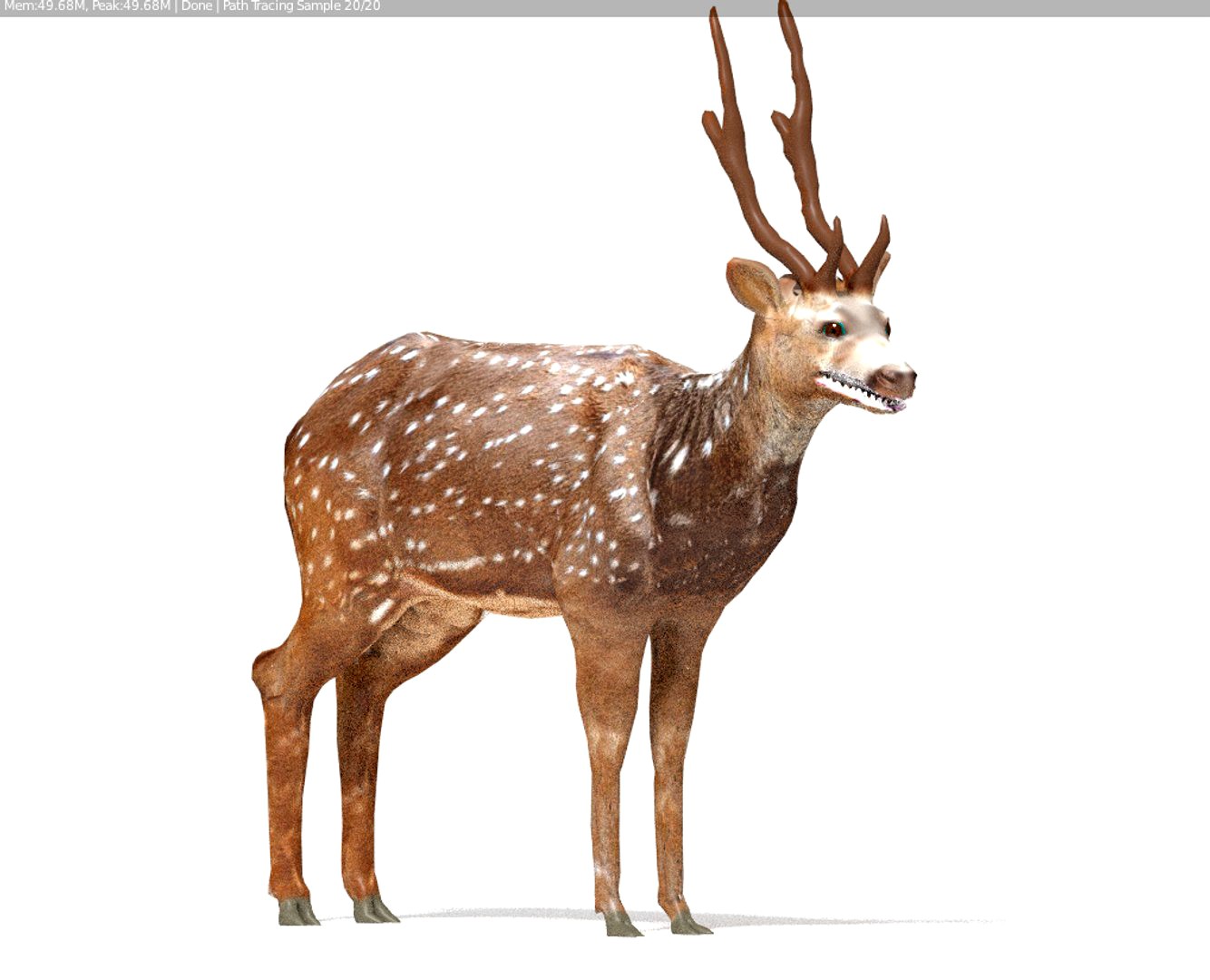 deer