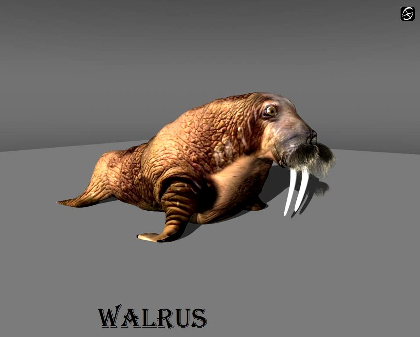 walrus