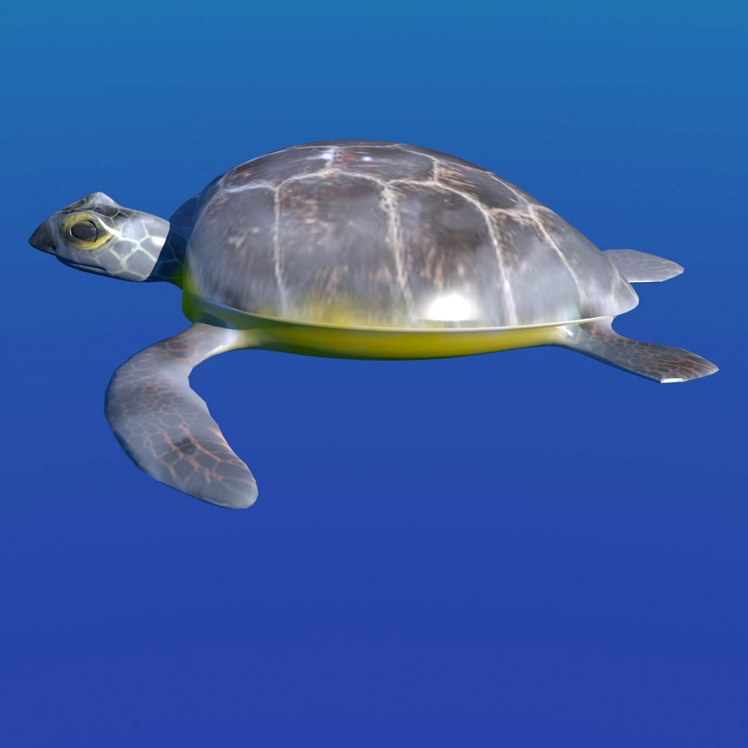 turtle