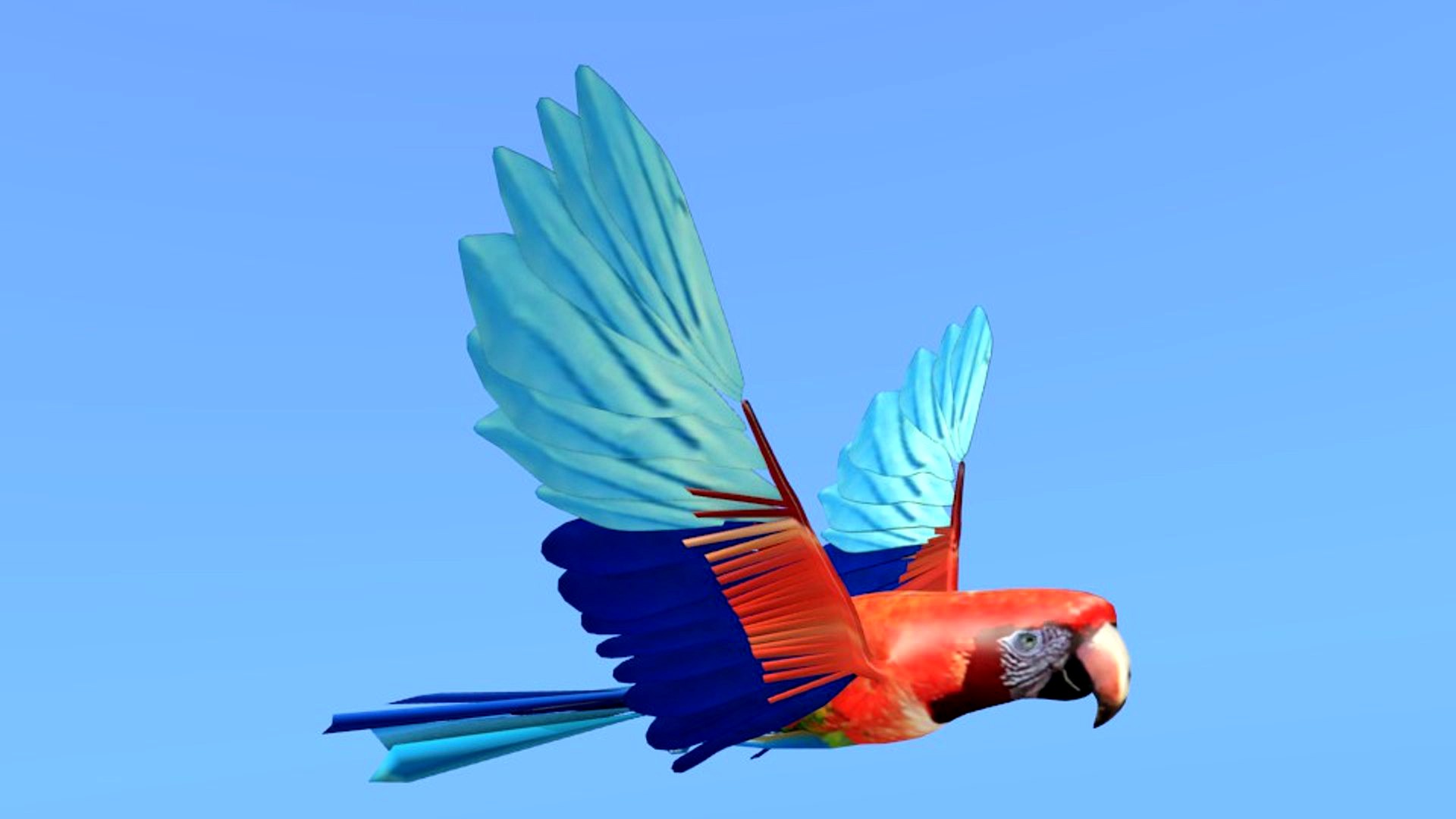 macaw