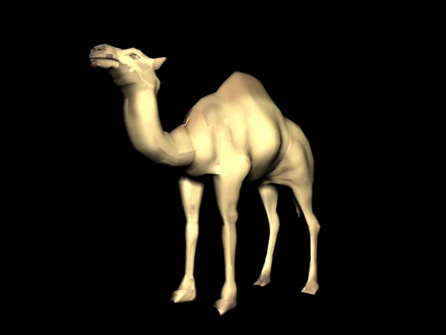camel