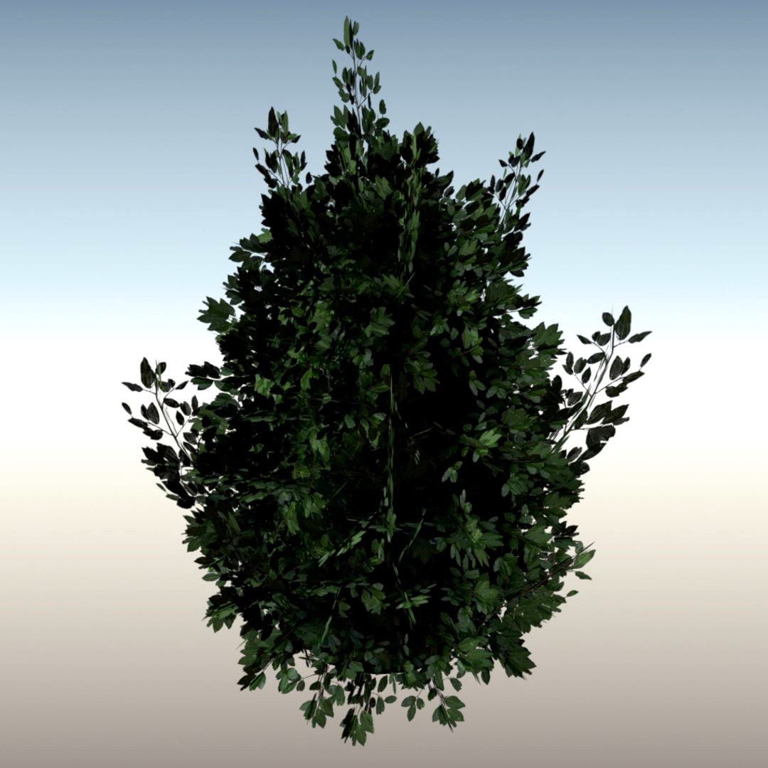Laurel