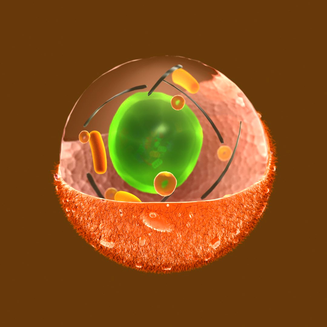 ovule cell