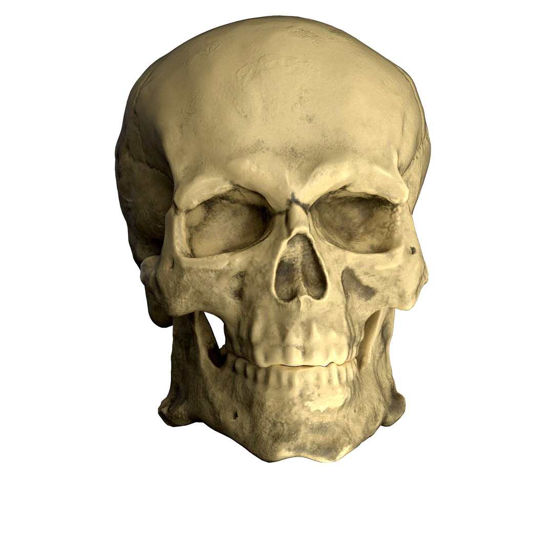 Robust Skull