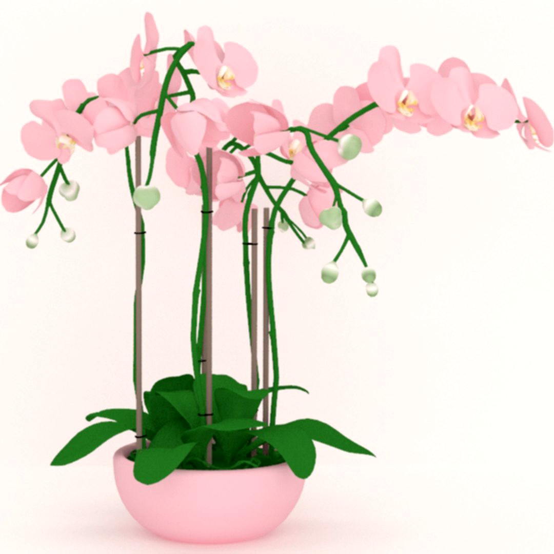 Pink Orchid