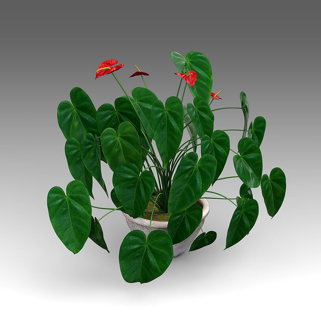Anthurium Plant_001