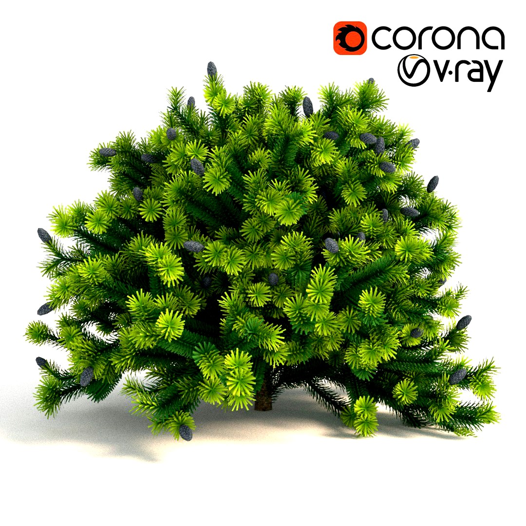fir balsam Nana