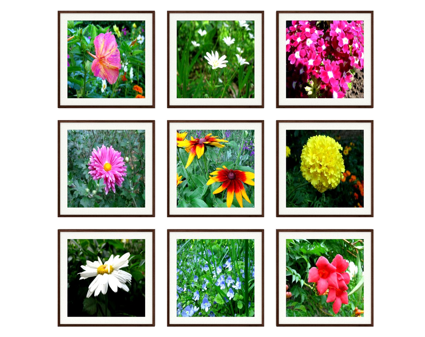 Photo pictures flowers 23