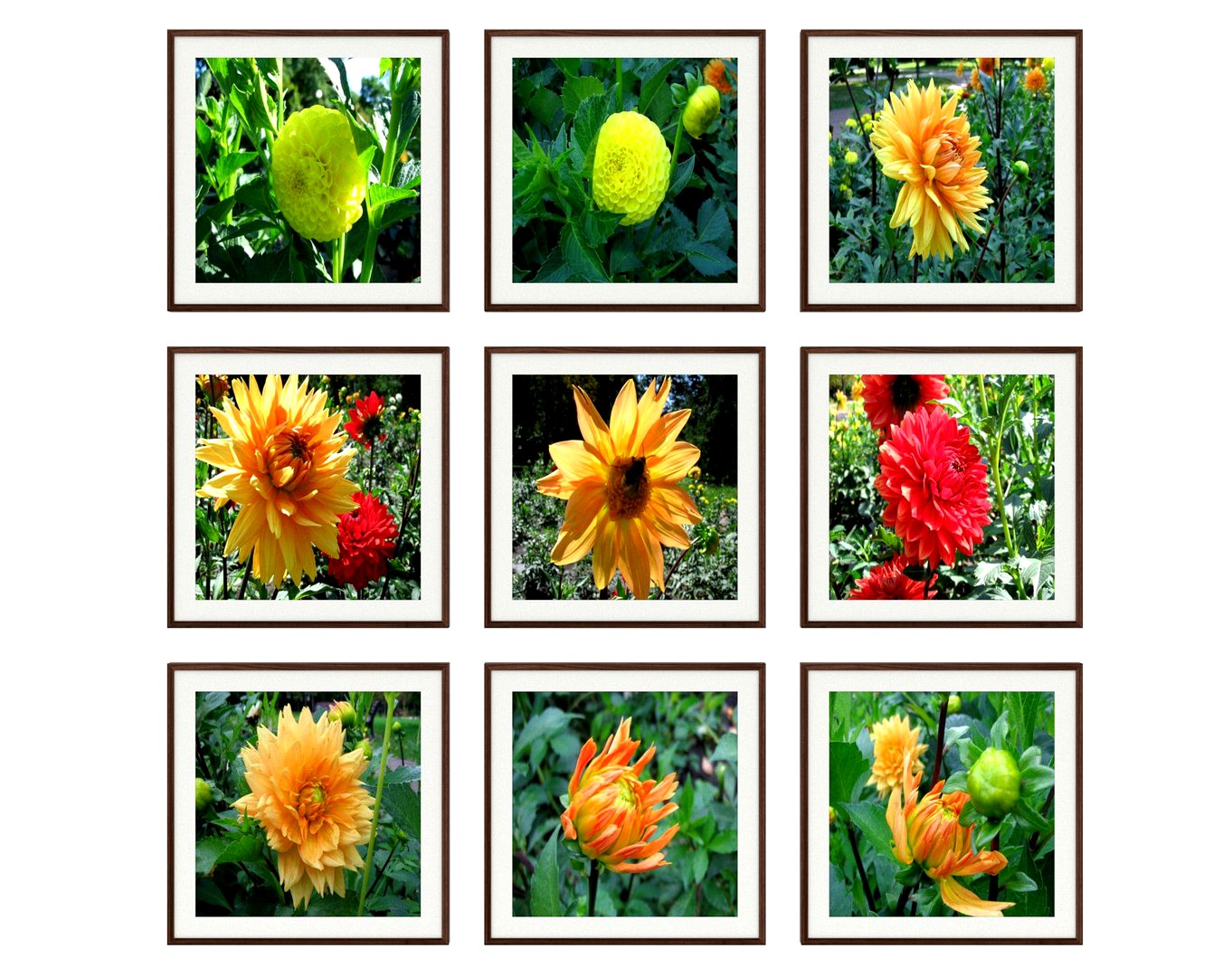 Photo pictures flowers 20