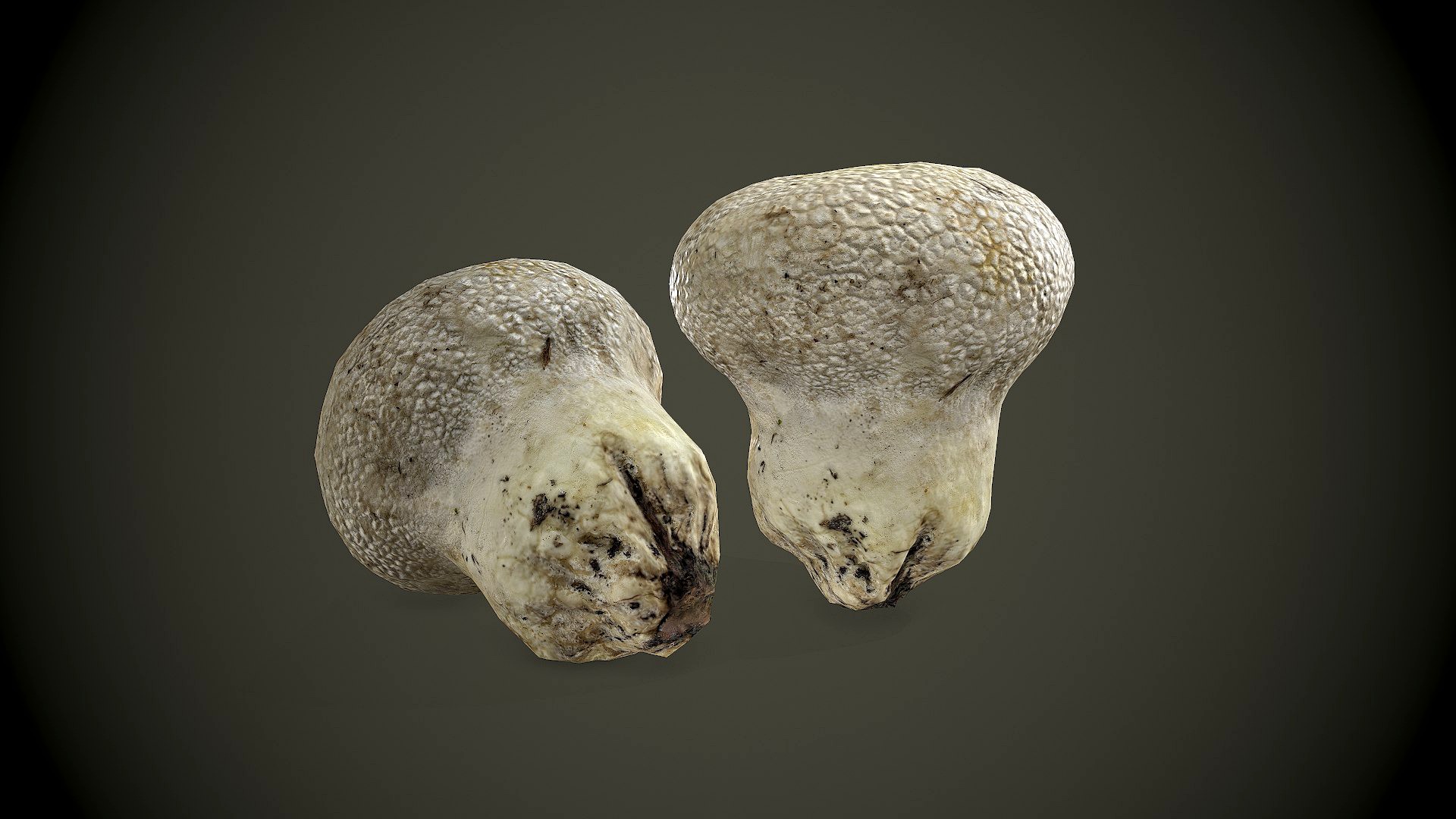 Mushroom Scanned 3dModel