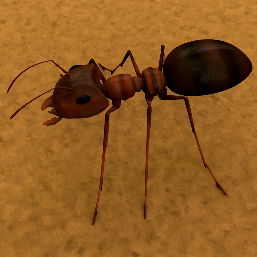 Ant (Anim_run)