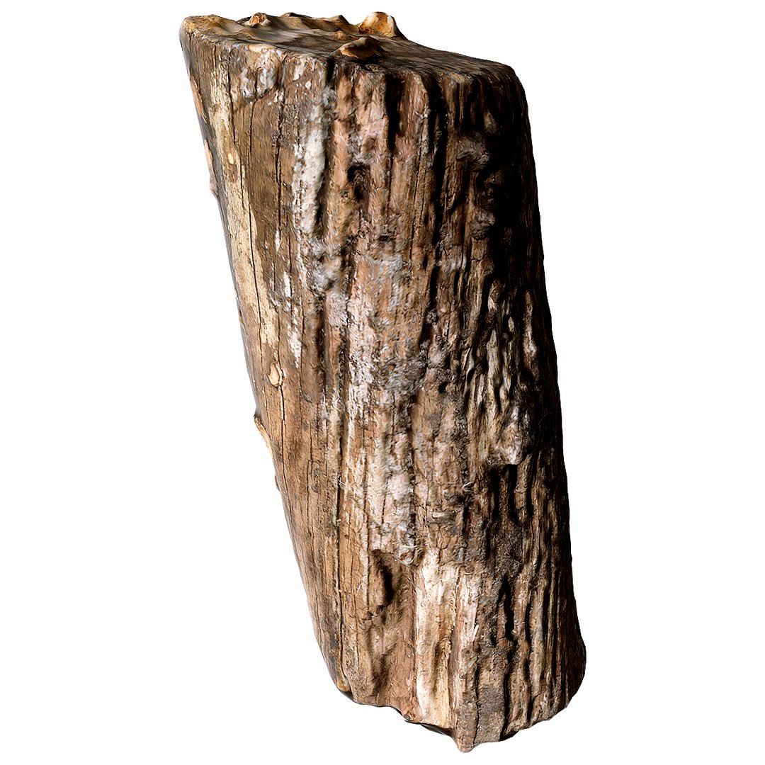 Scanned Stump 05