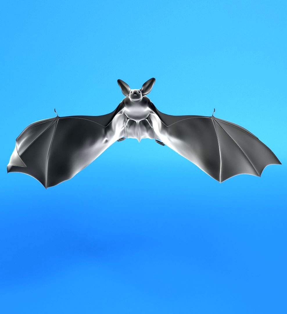 flittermouse,bat
