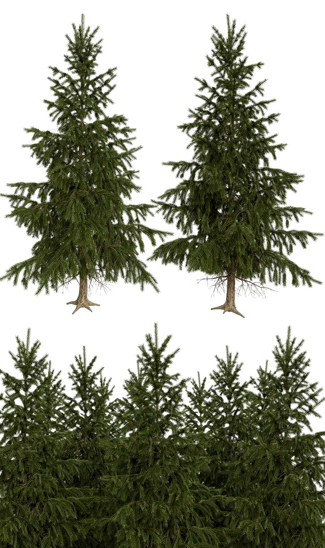 High poly fir tree