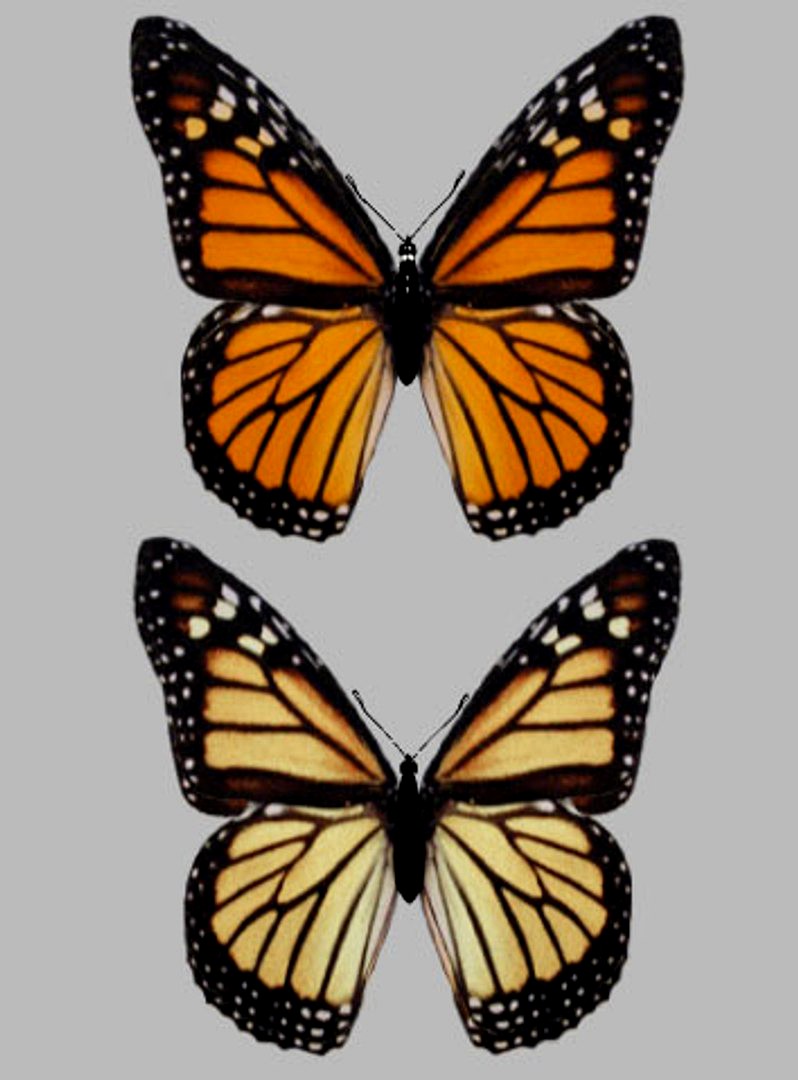 monarch