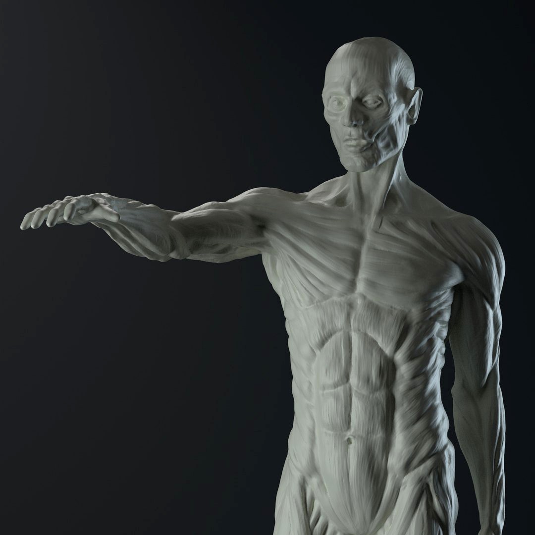 Male body anatomy