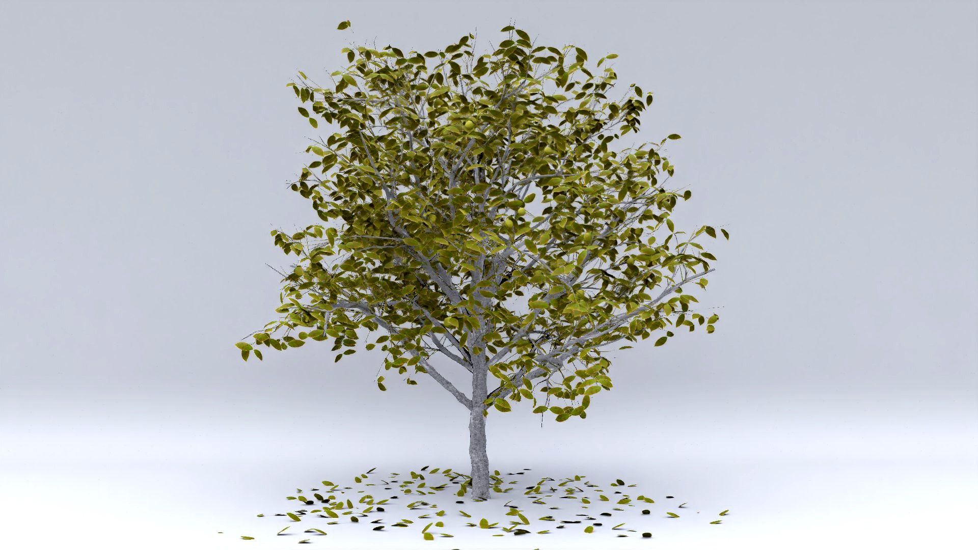 juglans autumn hight poly