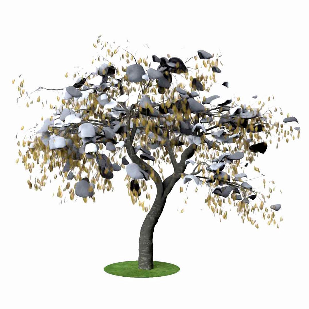 albizia winter hight poly
