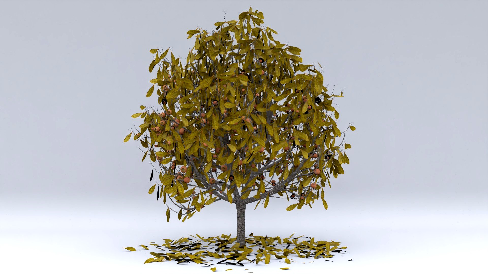 medlar autumn hight poly