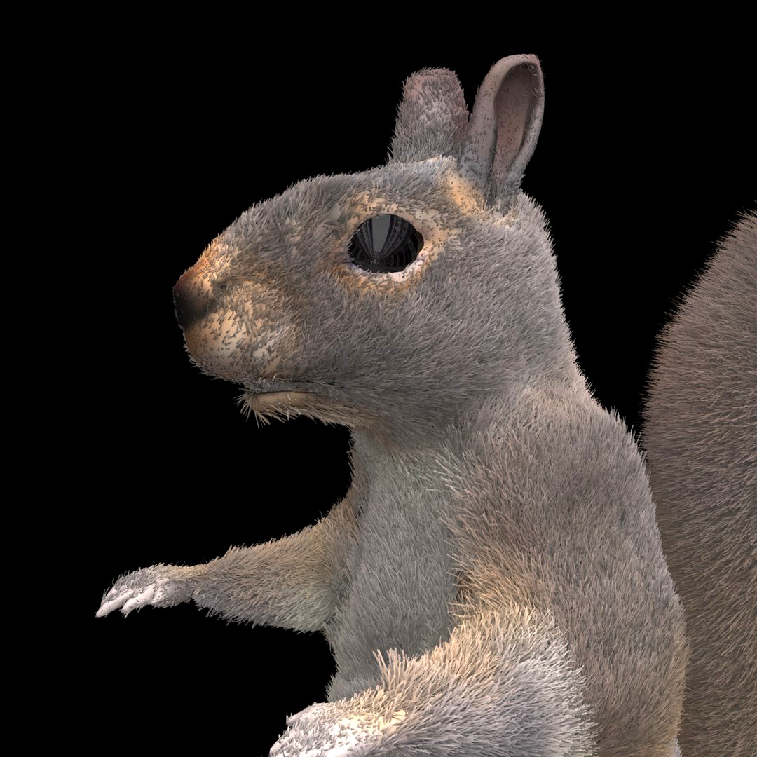 Squirrel